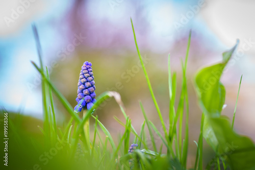 Beautiful Blue Grape Hyacinth flowers taken by macro photograpy with shallow DOF or blurry background. Taken in the park in Paris during spring after winter in the sunny day.