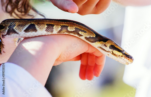 Child hand holding snake boa