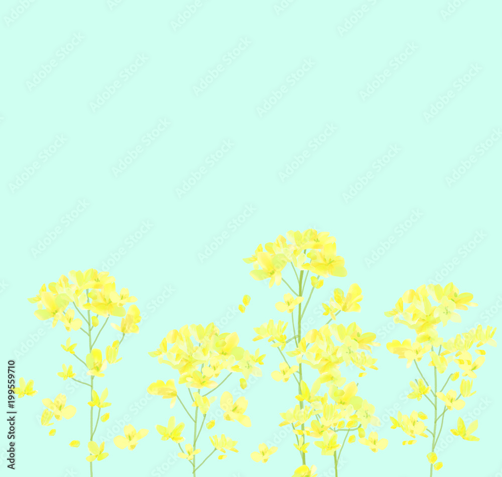 Canola flowers illustration - Rape blossom illustration - Spring background　菜の花の背景イラスト素材