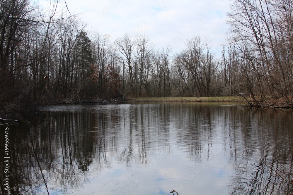 The reflection of the trees in the pond water. The reflection of the trees in the pond water.