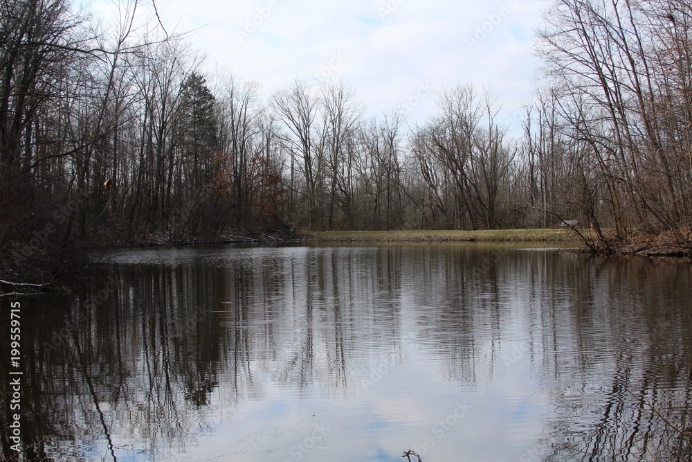 The reflection of the trees in the pond water.