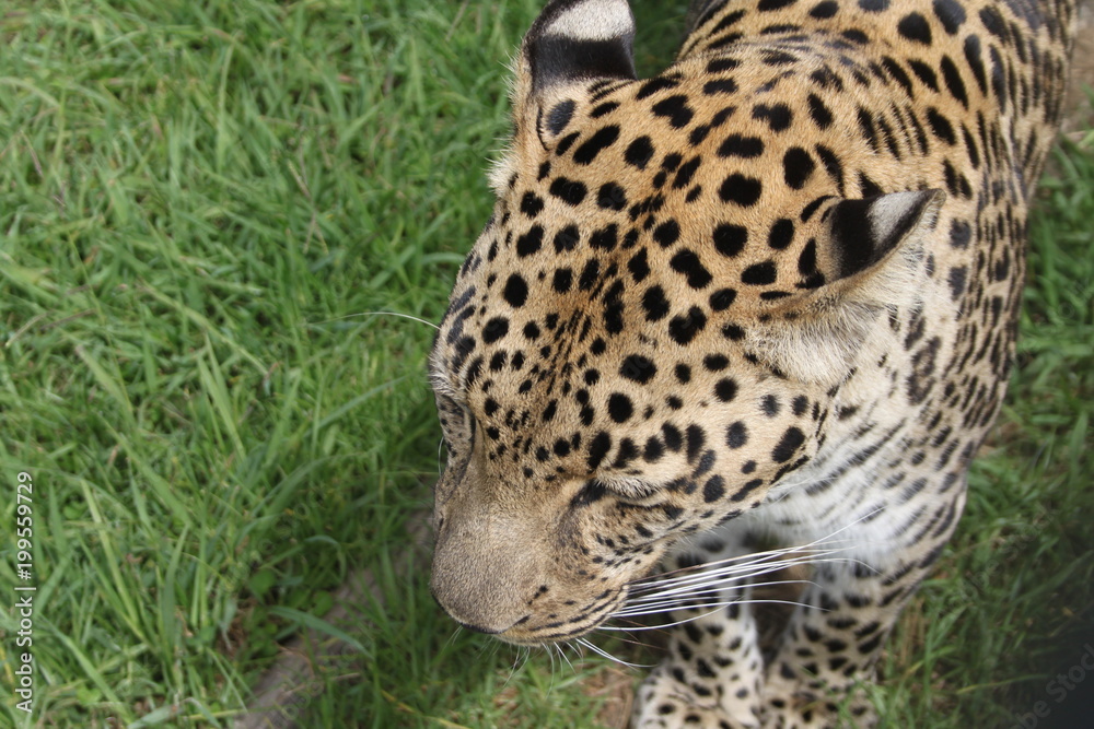 Obraz premium Pride wild leopard walking in the grass - closeup from the head above