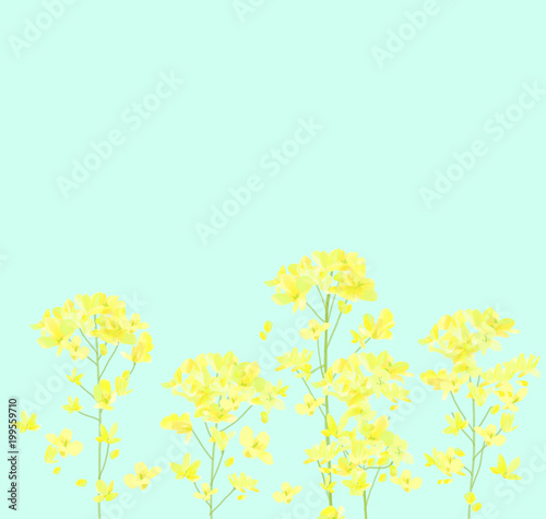 Canola flowers illustration - Rape blossom illustration - Spring background　菜の花の背景イラスト素材 © tomr