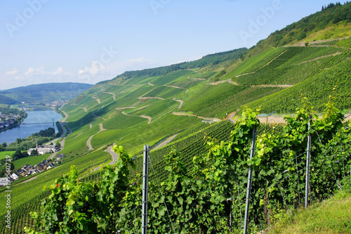 Graacher und Wehlener Weinberge nahe Bernkastel
 photo