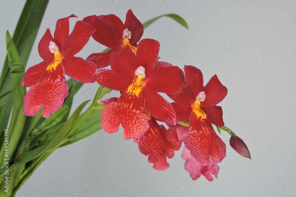Fototapeta premium Red orchids, white background
