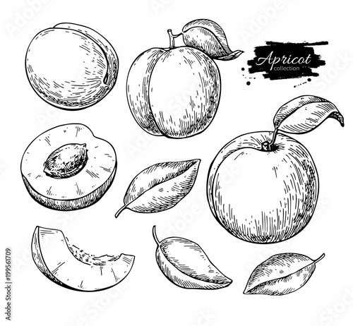 Apricot vector drawing. Hand drawn fruit and sliced pieces.  Sum