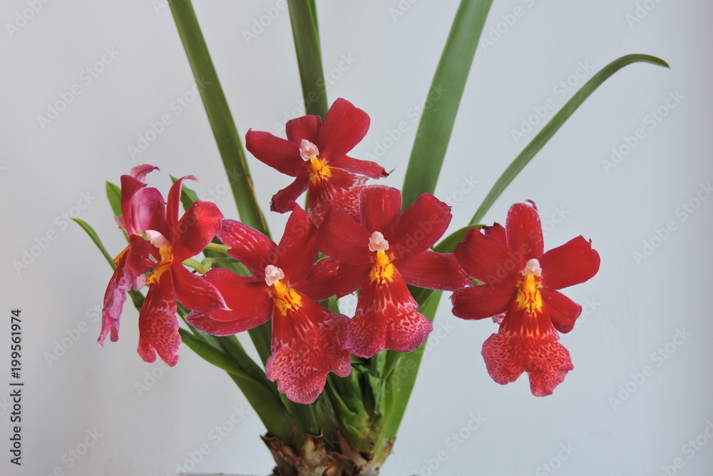 Obraz premium Red orchids, white background
