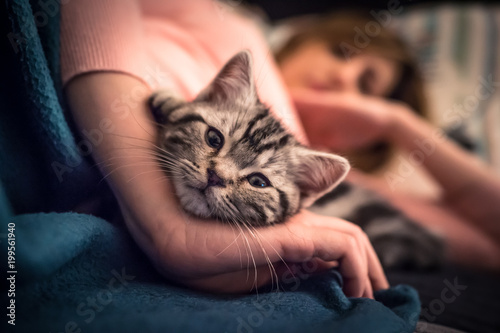Britsh shorthair kitten lies cuddling with woman