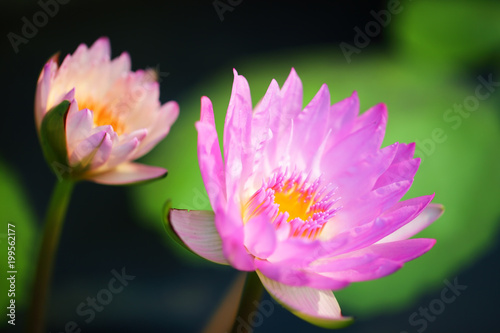 beautiful pink lotus flower blooming in pond