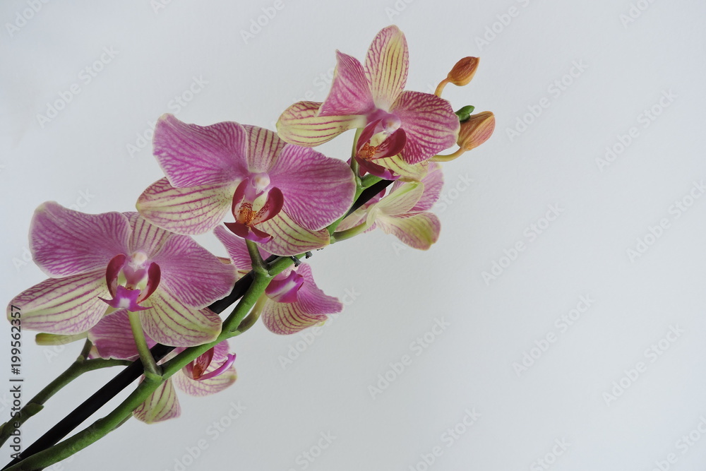 Obraz premium Pink and yellow orchids, white background