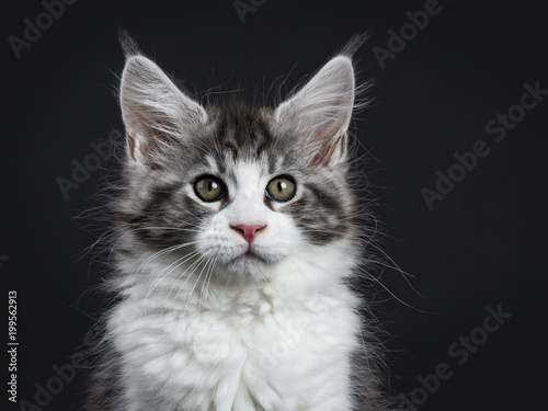 Head shot of Handsome black tabby with white Maine Coon / cat kitten sitting straight up facing camera isolated on black background 