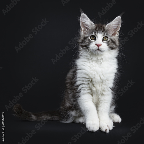 Handsome black tabby with white Maine Coon / cat kitten sitting straight up facing camera isolated on black background 