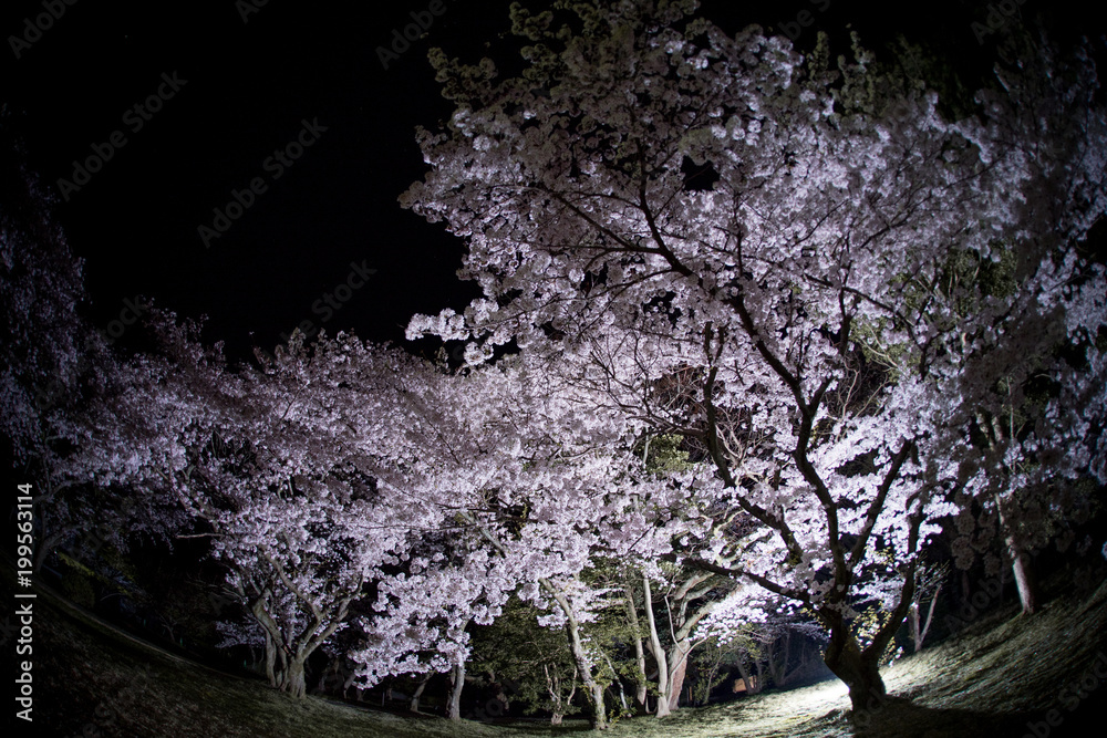 夜桜
夜桜