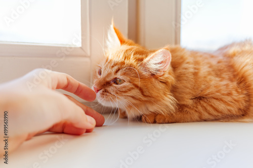 Cute ginger cat smelling human hand. Cozy morning at home. Trustful fluffy pet.