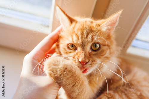 Fototapeta Naklejka Na Ścianę i Meble -  Cute ginger cat biting human hand. Cozy morning at home. Playful fluffy pet.