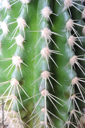 A cactus and its thorns in close-up