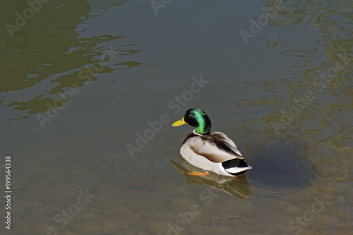 duck in the water on a sunny day