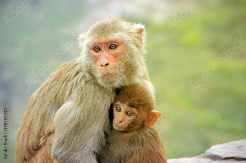 Maternity in monkeys © Konstantin