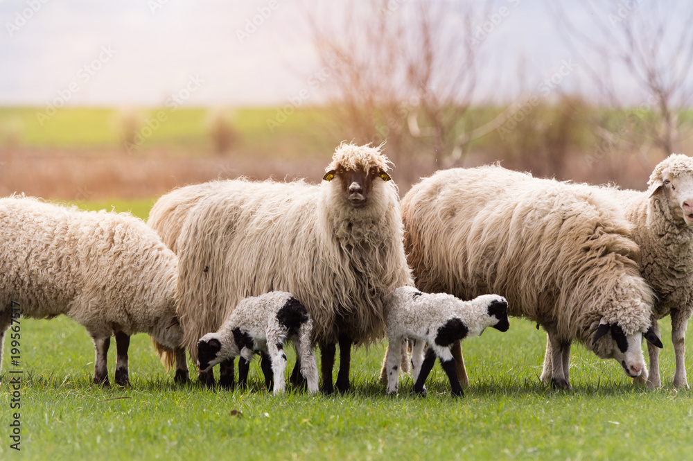 Herd of sheep on pasture - meadow in spring Herd of sheep on pasture - meadow in spring