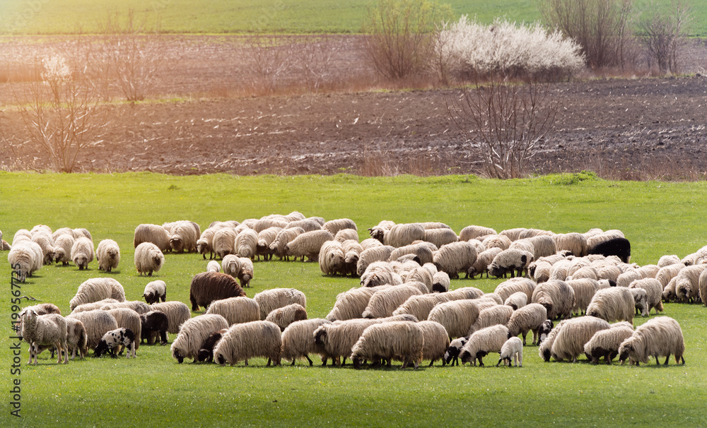 Obraz premium Herd of sheep on pasture - meadow in spring