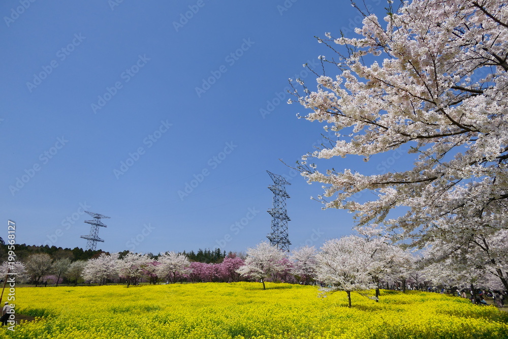 赤城南面千本桜。菜の花畑と満開の桜。前橋　群馬　日本。４月初旬。