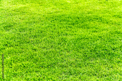 Green grass. natural background texture. fresh spring green grass.