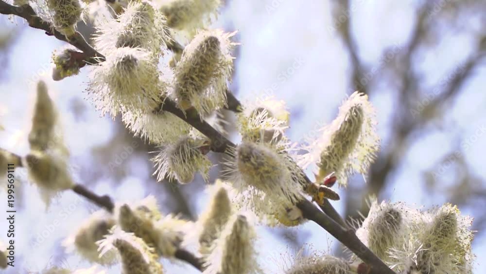 hardworking honey bees collecting nectar for honey from willow catkins, palm kitten during the easter time in slow motion hardworking honey bees collecting nectar for honey from willow catkins, palm kitten during the easter time in slow motion