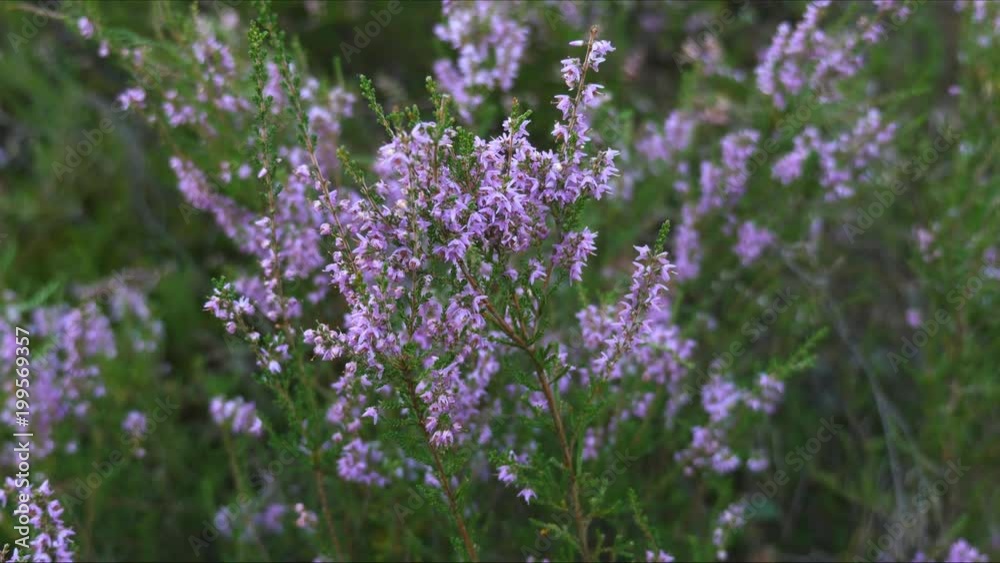 Flowers of heather - zoom in Flowers of heather - zoom in