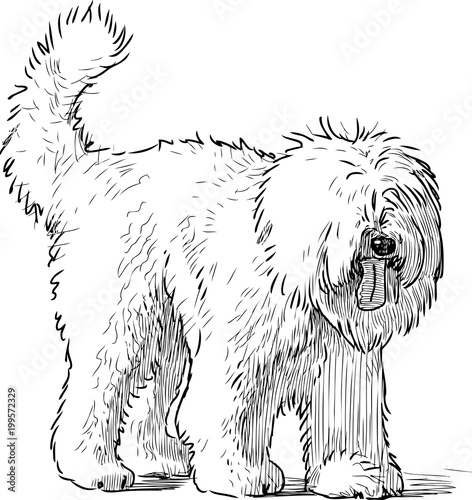 Sketch of a shaggy dog