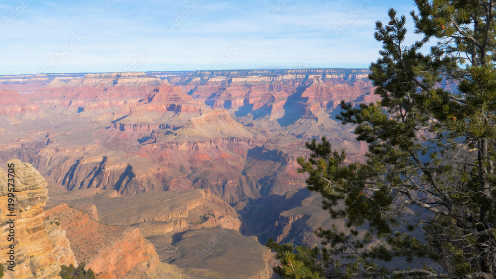 Grand Canyon In Sunny Day On Background Of Pine Tree Grand Canyon In Sunny Day On Background Of Pine Tree