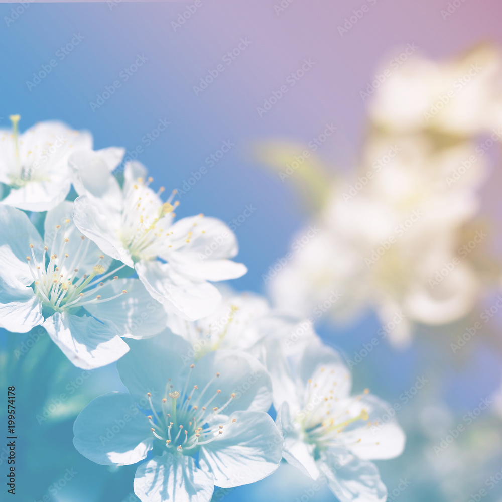 Fototapeta Spring blossoming garden, soft focus, toned. Flower spring background.