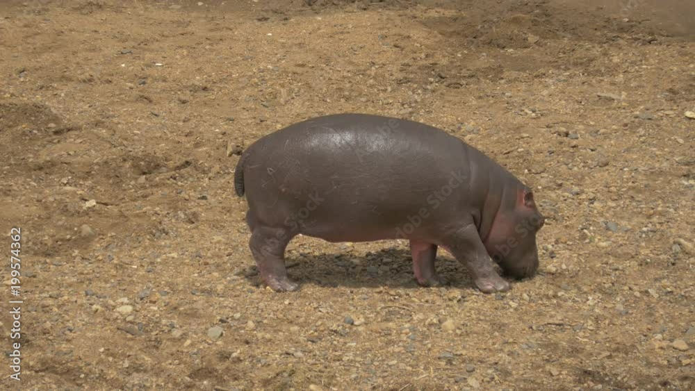 Hippo calf Hippo calf