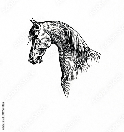 Obraz na plátně Horse with swan neck (from Meyers Lexikon, 1896, 13/770/771)
