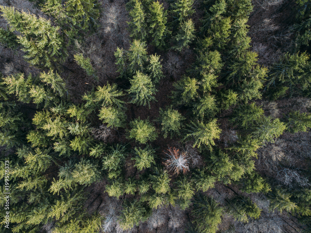 Panoramic photo over the tops of evergreen pine forest. Aerial view. Shot with drone Panoramic photo over the tops of evergreen pine forest. Aerial view. Shot with drone