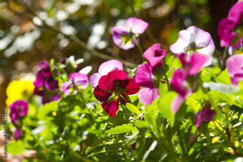 Leuchtende Hornveilchen im Frühling