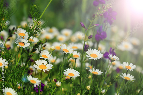Summer wildflowers
