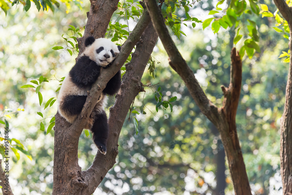 Panda cub sleeping in a tree, Chengdu, China Panda cub sleeping in a tree, Chengdu, China