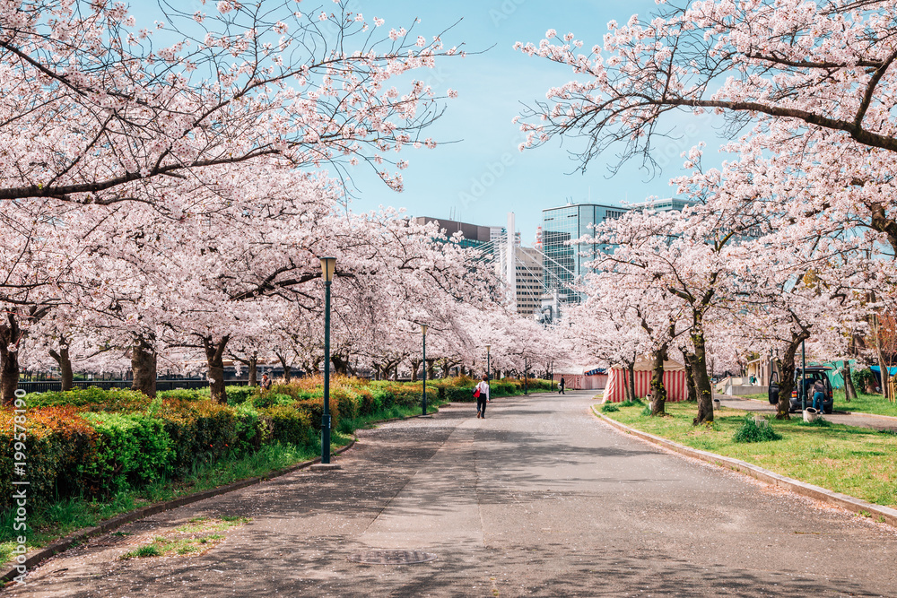 Naklejka premium Cherry blossoms road in Kema Sakuranomiya Park, Osaka, Japan