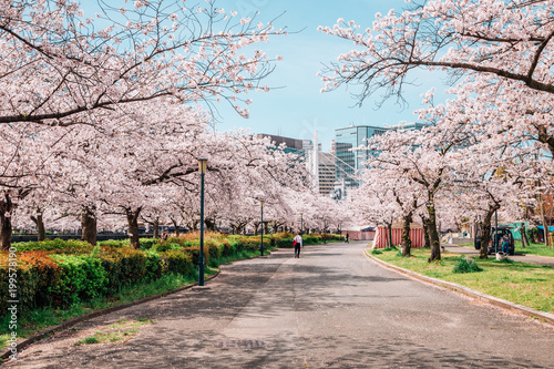 Obraz na płótnie Cherry blossoms road in Kema Sakuranomiya Park, Osaka, Japan w salonie