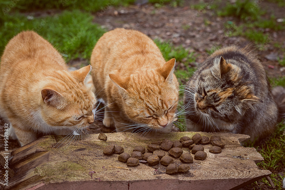Fototapeta premium Three cats eat.
