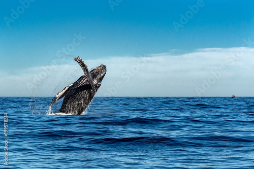 humpback whale while jumping breaching