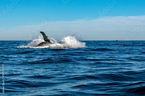 humpback whale while jumping breaching