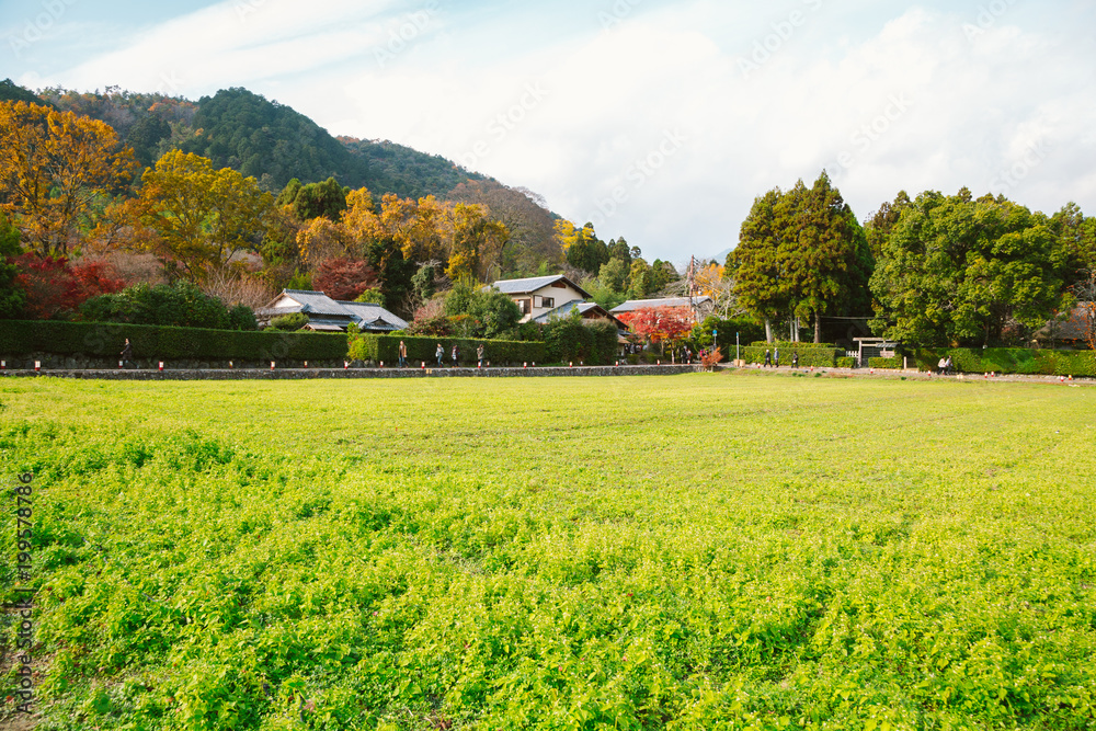 Old village and green meadow in Kyoto Arashiyama, Japan