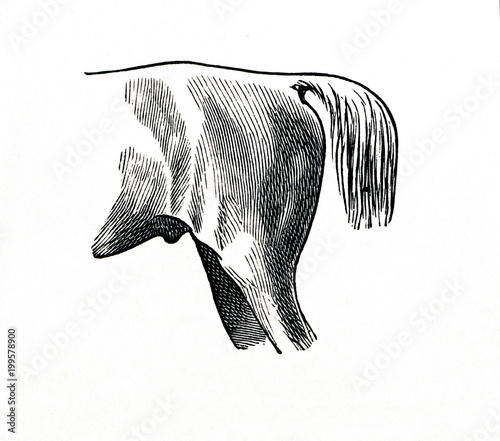 фотографія Straight croup (from Meyers Lexikon, 1896, 13/770/771)