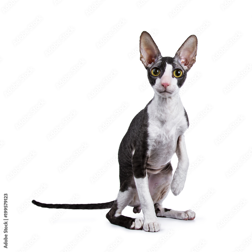 Cornish Rex cat / kitten sitting with one paw in the air on white background looking at lens