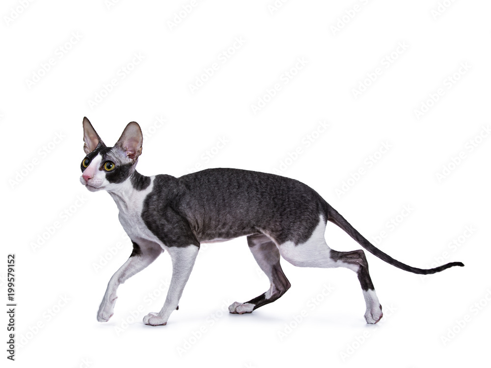 Cornish Rex cat / kitten walking / hunting / playing side ways isolated on white background 