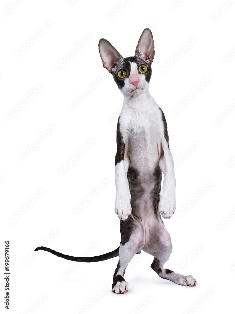 Cornish Rex cat / kitten standing on back paws like human / meerkat isolated on white background 