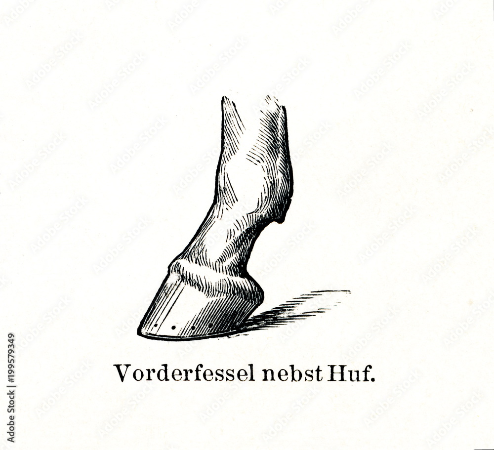 Horse's hoof (from Meyers Lexikon, 1896, 13/770/771) Stock Illustration