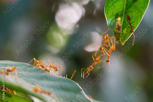 Ant action standing.Ant bridge unity team
