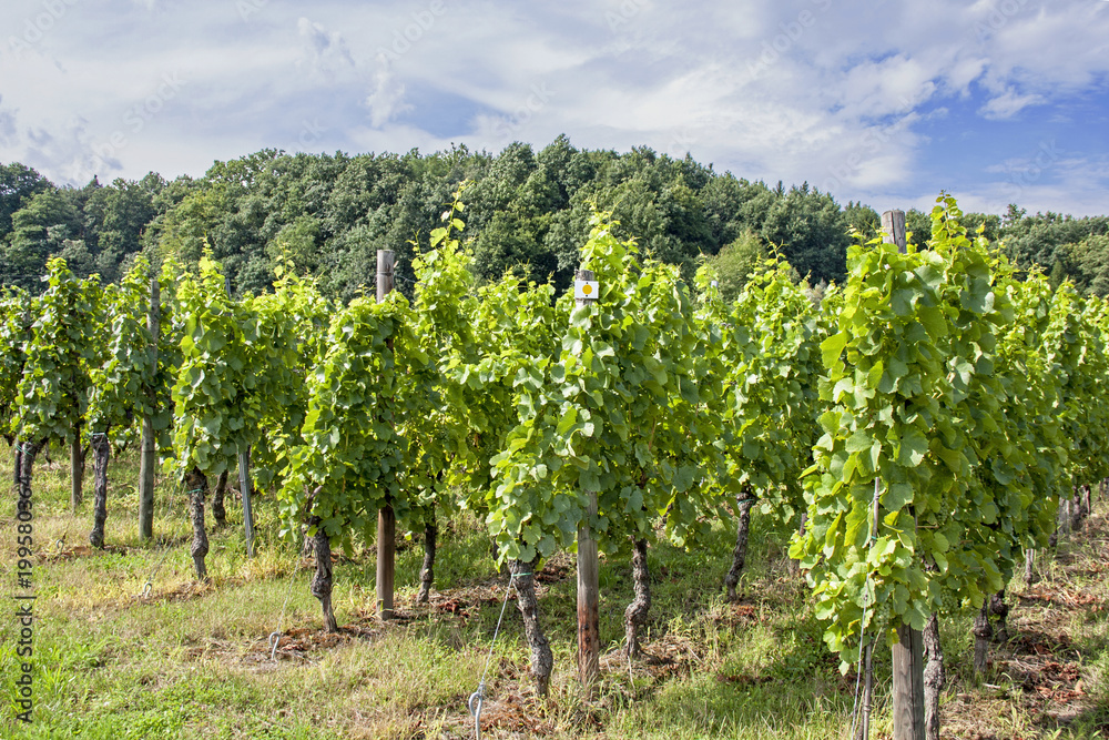 Cleebourg. Vignoble alsacien. bas Rhin. Alsace. Grand Est